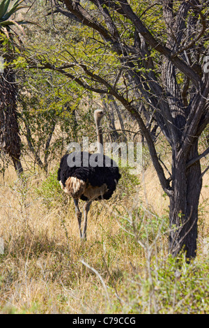 Autruches dans Tala Game Reserve, près de Pietermaritzburg, KwaZulu-Natal, Afrique du Sud. Banque D'Images