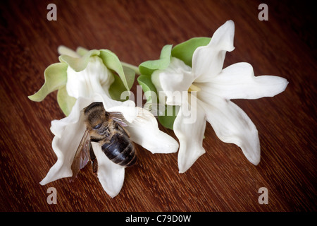 Une abeille morts d'épuisement après avoir été piégé par un cruel Araujia sericifera (vigne) fleur. Banque D'Images