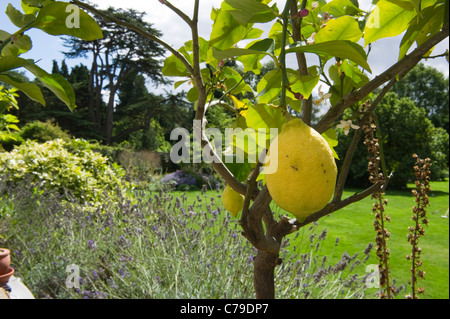Lemon Tree Banque D'Images