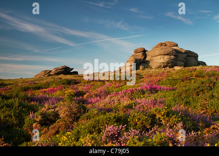 Tor selle à Dartmoor à la fin de l'été avec l'ajonc et la bruyère en fleur Banque D'Images