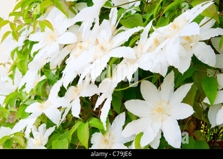 Arrière-plan de fleurs blanches de сlematis Banque D'Images