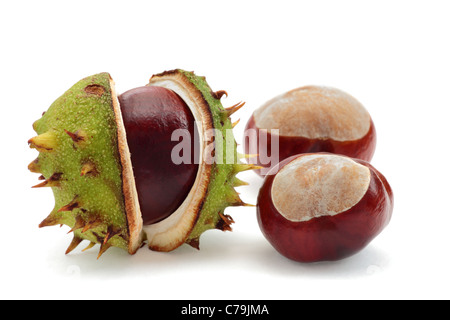 Avec un trois conkers dans un shell. Banque D'Images