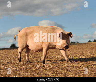 Freerange cochon dans un champ looking at camera Banque D'Images