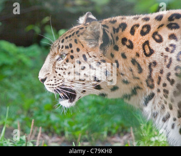 Amur Leopard (Panthera pardus orientalis) Banque D'Images