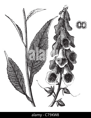 La digitale pourpre Digitalis purpurea, vintage ou la gravure. Gravée ancienne illustration d'une usine de la digitale pourpre montrant des fleurs. Banque D'Images
