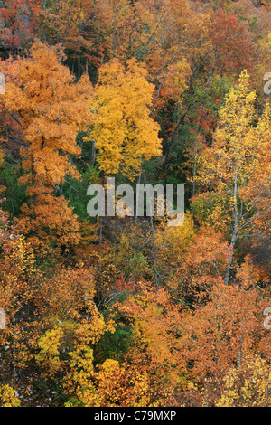 Rouge et jaune vif automne feuillage contraste avec quelques arbres verts Banque D'Images