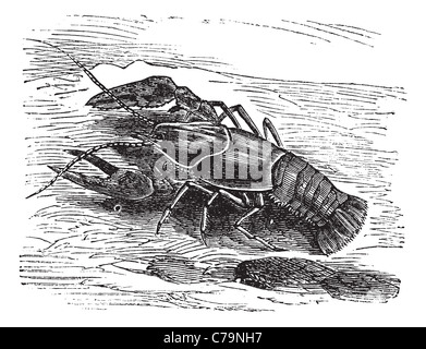 Ou du homard ou écrevisse Astacus sp., gravure d'époque. Vieille illustration gravée d'un homard. Banque D'Images