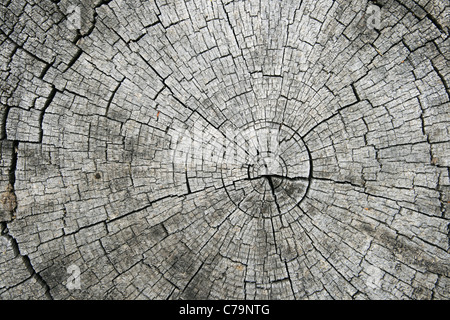 Anneaux de croissance radiale et fentes sur la fin d'un journal scié Banque D'Images