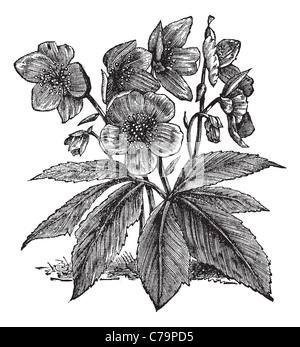 Black Hellebore ou rose de Noël, gravure d'époque. Gravée ancienne illustration d'une Black Hellebore montrant des fleurs. Banque D'Images