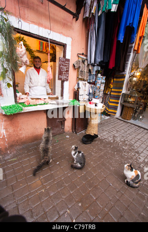 Les chats en attente d'en face de la viande d'un boucher. Marrakech, Maroc Banque D'Images