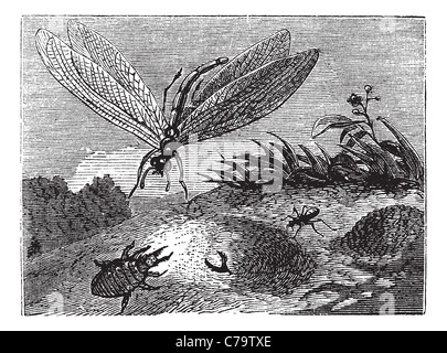 Antlion ou Myrmeleontidae, gravure d'époque. Vieille illustration gravée d'un Antlion. Banque D'Images