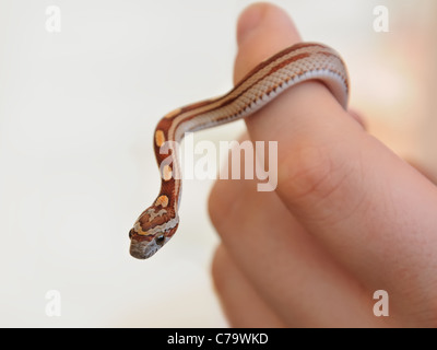 Serpent au maïs de deux mois. Pantherophis guttatus Banque D'Images