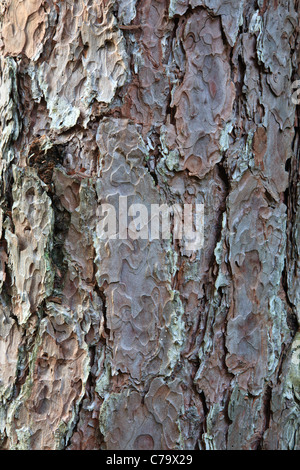 Écorce de Pin rouge Pinus resinosa ( forêt ) pendant les mois d'été dans les Montagnes Blanches du New Hampshire, USA Banque D'Images