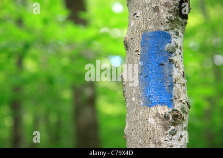 Blaze bleu peint sur arbre feuillu le long de la rivière Saco Trail Banque D'Images