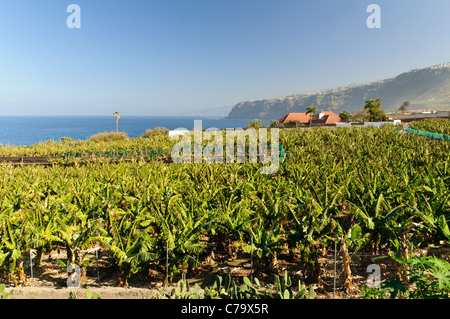 Plantation de banane sur la côte, à Puerto de la Cruz, Tenerife, Canaries, Espagne, Europe Banque D'Images