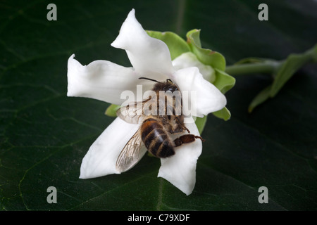 Une abeille morts d'épuisement après avoir été piégé par un cruel Araujia sericifera (vigne) fleur. Banque D'Images