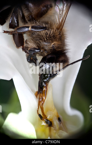 Une abeille (Apis mellifera) mort d'épuisement après avoir été piégé par un cruel (Araujia sericifera fleur de vigne). Banque D'Images