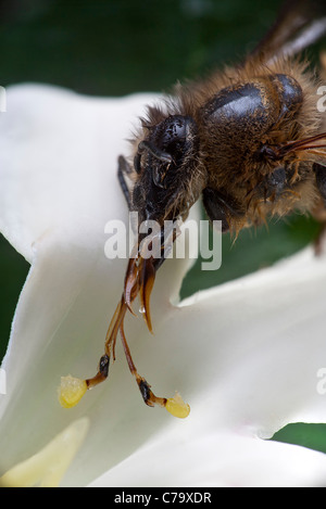 Une abeille (Apis mellifera) mort d'épuisement après avoir été piégé par un cruel (Araujia sericifera fleur de vigne). Banque D'Images