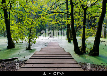 Passerelle en bois sur les terres humides dans le Parc National de Jasmund, sur l'île de Rügen, Mecklembourg-Poméranie-Occidentale, Allemagne, Europe Banque D'Images