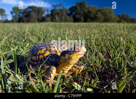 Vue rapprochée d'une tortue tabatière dans Floyd Comté (Indiana) Banque D'Images