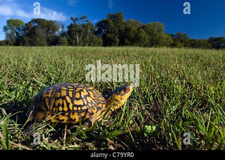 Vue rapprochée d'une tortue tabatière dans Floyd Comté (Indiana) Banque D'Images