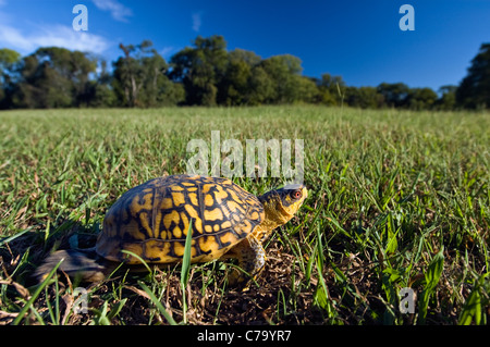 Vue rapprochée d'une tortue tabatière marche à travers pré dans Floyd Comté (Indiana) Banque D'Images