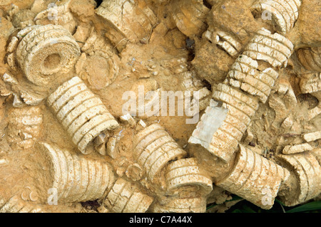 Crinoïde formations fossilifères dans Limstone rocher sur la rive du lac Cumberland de McCreary County (Kentucky) Banque D'Images