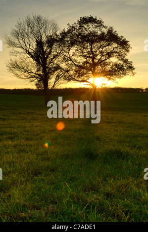 Coucher du soleil d'hiver derrière deux arbres qui se découpent dans les terres agricoles près de Wrington, North Somerset, Angleterre. Banque D'Images