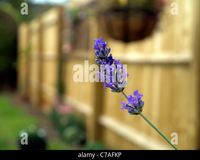 Violet floraison lavande (Lavandula) tête dans un jardin avec clôture en bois derrière Banque D'Images