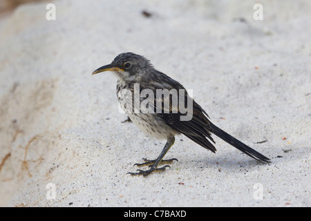 Moqueur polyglotte (Mimus parvulus Galápagos), Bahia Gardner, Espanola Island, îles Galapagos, Equateur Banque D'Images