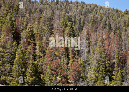 Les arbres à feuilles persistantes de morts Infestation du dendroctone du pin ponderosa, RTE 200, Montana, USA Banque D'Images