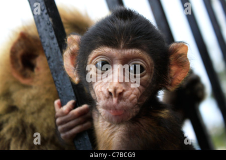 Bébé Macaque de Barbarie à Gibraltar, le 28 juillet 2011. Banque D'Images