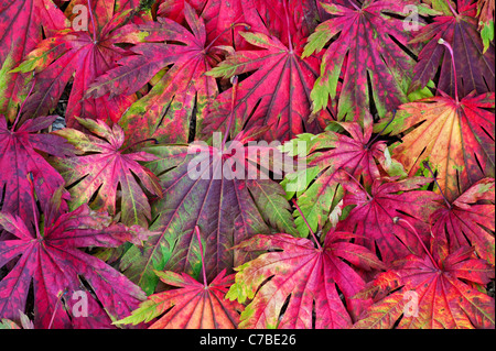 Acer japonicum Attaryi feuilles. Feuilles d'érable japonais changent de couleur en automne. Motif de feuilles Acer rouge Banque D'Images