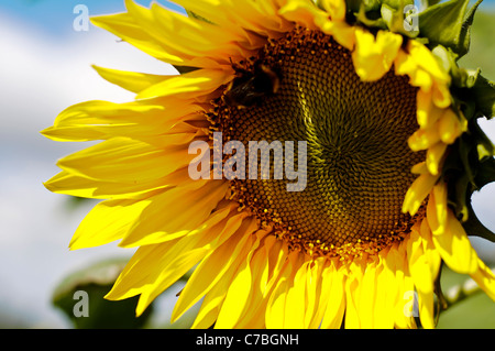 Poussant dans un champ de tournesols dans le Weald of Kent, près de Tunbridge Wells. Le réchauffement climatique ? Banque D'Images