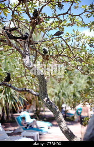 Noddi noir sternes dans un arbre à l'ouest de l'île Heron Heron Island Resort Great Barrier Reef Marine Park UNESCO World Heritage Banque D'Images