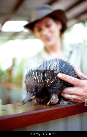 Ranger à l'échidné montrant la baie Bungalow Village Koala Horseshoe Bay northcoast de Magnetic island Great Barrier Reef Marine Park Banque D'Images