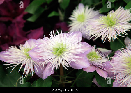 Clematis 'Crystal Fountain' RHS Chelsea Flower Show 2011 Banque D'Images