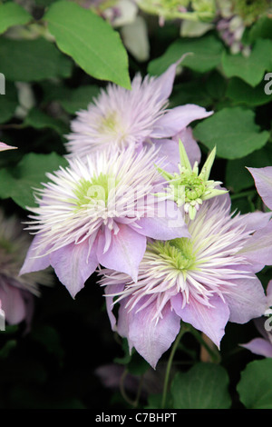 Clematis 'Crystal Fountain' RHS Chelsea Flower Show 2011 Banque D'Images