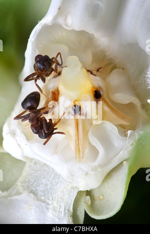 Ants (Formica rufa) piégé par un cruel (Araujia sericifera fleur de vigne). Banque D'Images