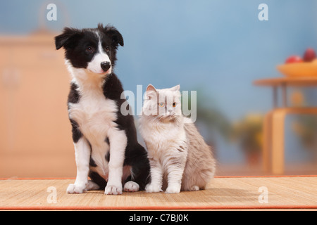 Border Collie, chiot, 13 semaines, Britisch Longhair, lilas blanc / Highlander, Lowlander, britannique Banque D'Images