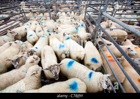 Un marché aux enchères famers dans Salcombe, Devon, UK. Banque D'Images