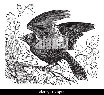 Geai bleu Cyanocitta cristata ou Jaybird, vintage ou la gravure. Vieille illustration gravée de geai bleu sur branche avec à propos de voler Banque D'Images