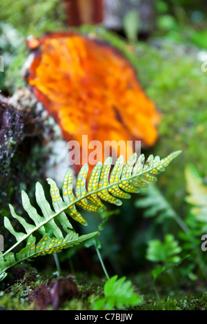 Une petite avec des spores de fougères sur le dessous, en face d'un aulne, abattus dans un bois près de Dulverton, Devon, UK. Banque D'Images