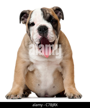 Chiot Bouledogue anglais haletant, 11 semaines, in front of white background Banque D'Images