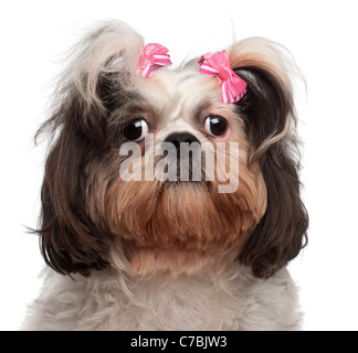 Close-up de Shih Tzu, 18 years old, in front of white background Banque D'Images