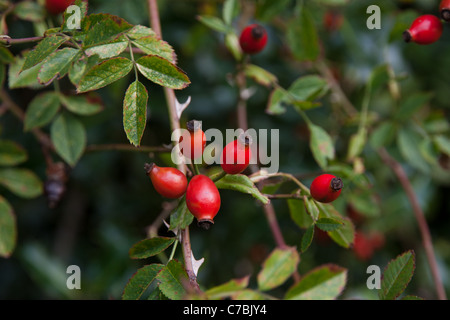 Chien rose hips Banque D'Images