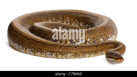 Spinner ball python royal, python, Python regius, 2 ans, in front of white background Banque D'Images