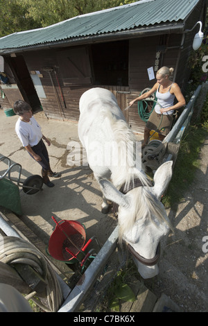 Deux femmes de laver un cheval gris dans un triage stable Banque D'Images