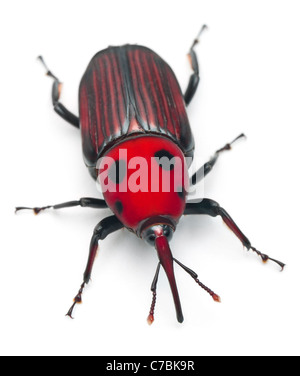 Femme charançon rouge des palmiers, asiatique ou charançon du palmier sagoutier, charançon Rhynchophorus ferrugineus, in front of white background Banque D'Images