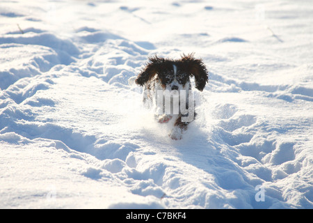 Cavalier King Charles Spaniel puppy, tricolore, 5 mois Banque D'Images